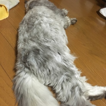 サマーカットされて冷房の効いた部屋でダラけるルナさん