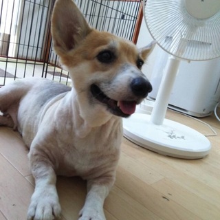 ３歳くらいの元気っ子、コーギーのすずちゃん