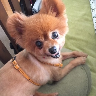 推定１０歳くらいの甘えん坊ポメラニアンのポメラ