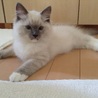 新しい家族に   なりました。