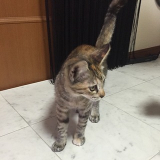 子猫保護中★至急里親さん募集しています*