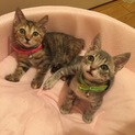 かわいい子ねこの里親募集