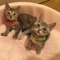 かわいい子ねこの里親募集