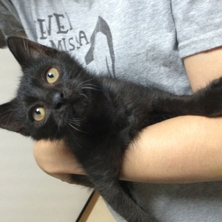 かわいい子猫ちゃんの里親さんを募集します。