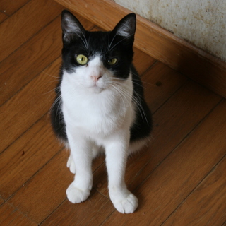 小柄な女の子　みつばちゃん