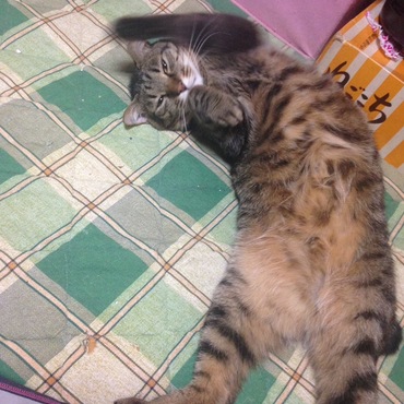 の写真