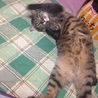の写真