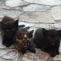 子猫の里親さん募集
