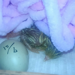 「誕生♪」サムネイル2