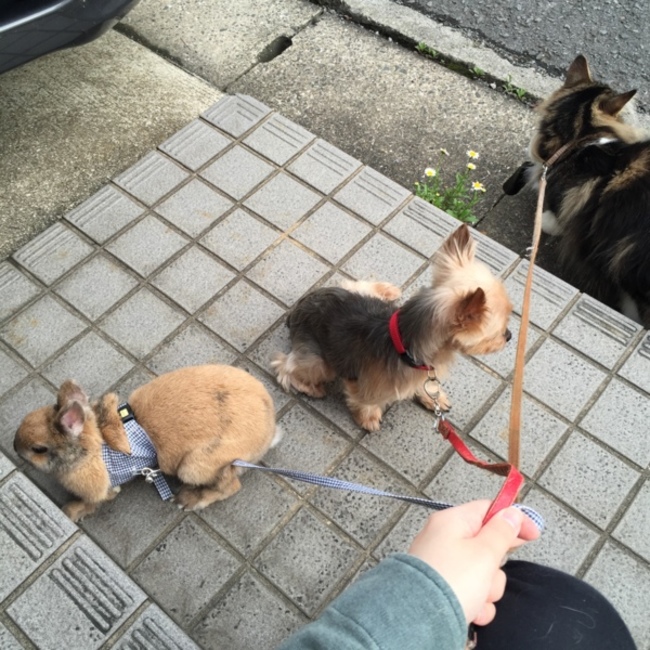 モカキューまさはるシャルルのカバー写真