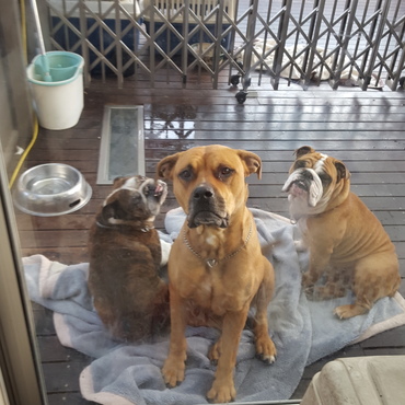 左側アロハ、真ん中ガガ、右ボルト