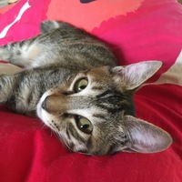 ごまめ