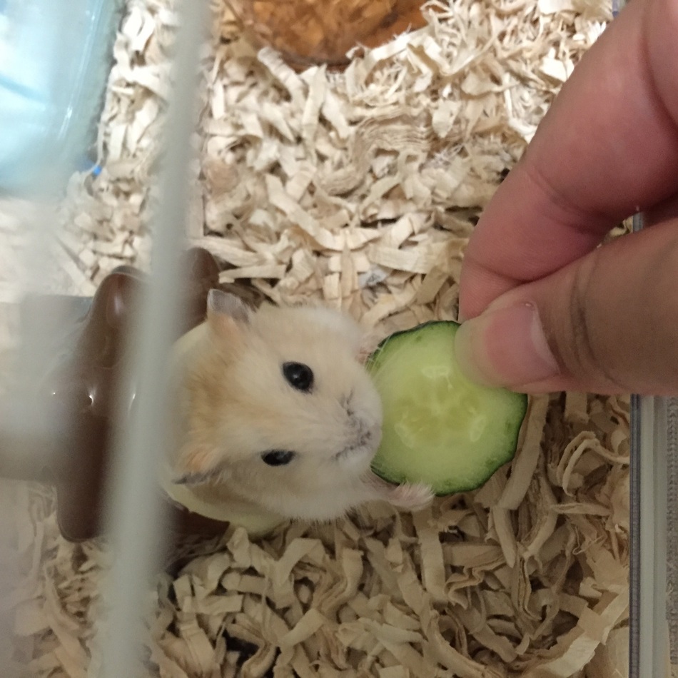 ぐりちゃんのカバー写真