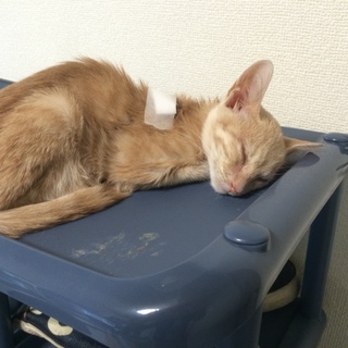 里親募集！切実に！