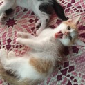 生後1ヶ月☆やんちゃな子猫たち