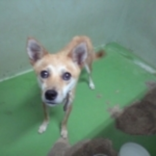 とっても小柄な女の子