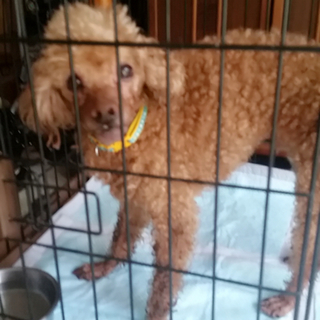 お願いします！