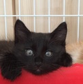 可愛い黒猫♂くん