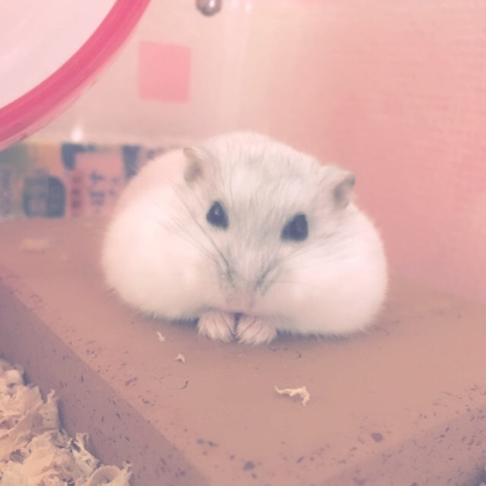 らふぁえるのカバー写真
