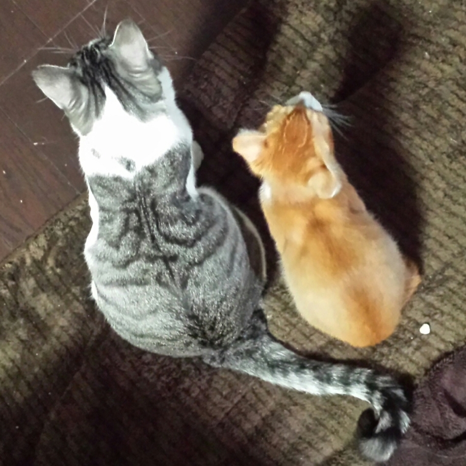 輝音のカバー写真