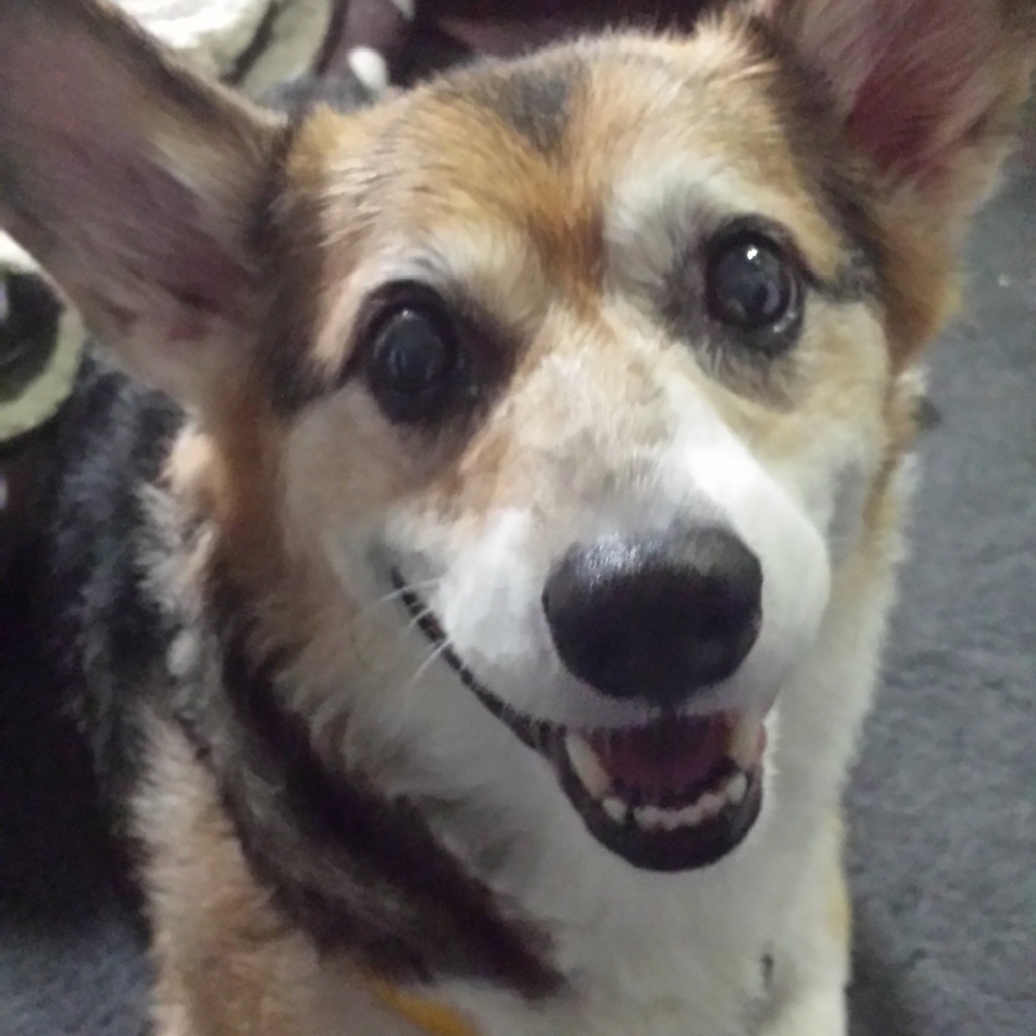 ティロのカバー写真