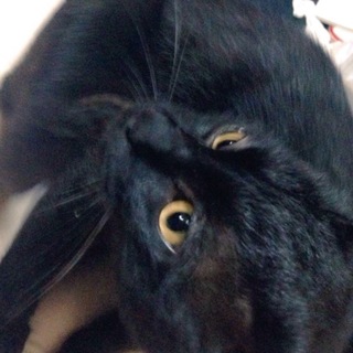 黒猫を保護しています。