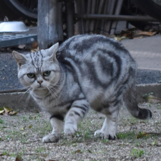 アメリカンショートヘアーの男の子