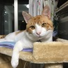 カバー用の写真。キャットタワーの最上段でのくつろぎタイム。