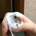 インコ(ナギ)の親になって下さい！