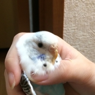 インコ(ナギ)の親になって下さい！