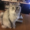 ジルペコ