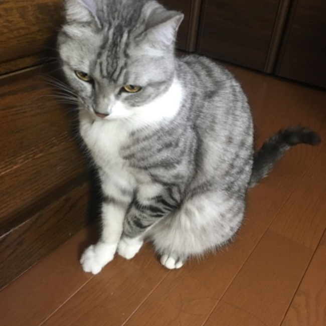 ジルペコのカバー写真