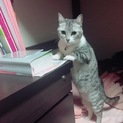 ペルシャとアメショのミックス猫 メス