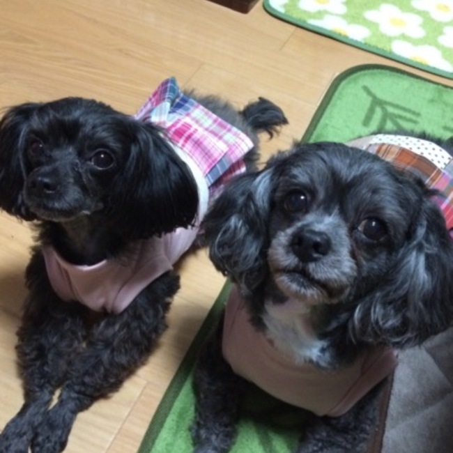 琉華のカバー写真