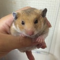 至急！里親さん募集！ゴールデンハムスターの赤ちゃん