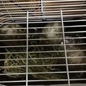 デグー3匹の里親募集！