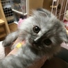 凪の助