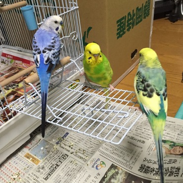 インコ会議中