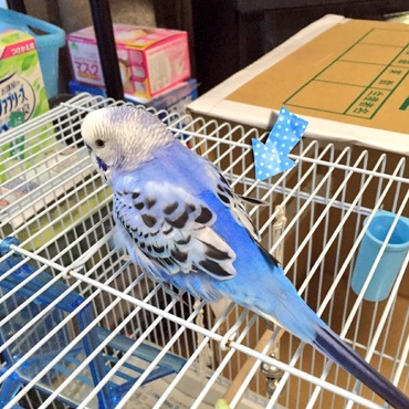 寝グセ