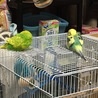 お昼寝(麦ちゃんの小屋の上で)