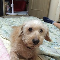 ピンキー