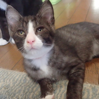 マイペースな子猫カツオ君