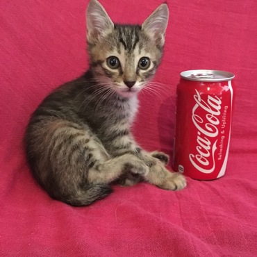 の写真