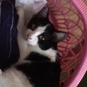 猫ちゃんの里親さんを募集してます！