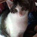 猫ちゃんの里親さんを募集してます！