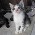★黒猫（クロキジ）＆サバ白の双子兄弟　３匹★