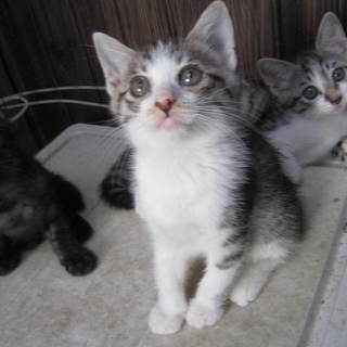 ★黒猫（クロキジ）＆サバ白の双子兄弟　３匹★