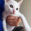 真っ白 2歳猫ちゃん