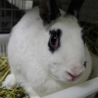 寺小屋保護っ子★うたちゃん★⇒関東移送致しました