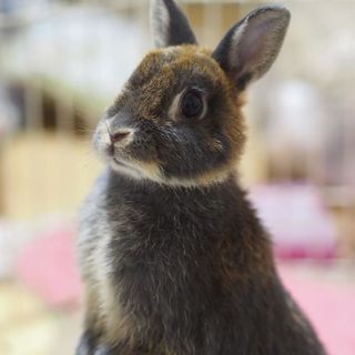 保護うさぎ20番、ティオちゃん